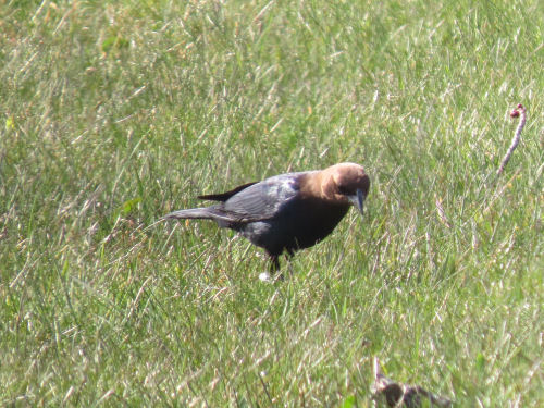 cowbird