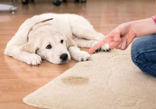 how to get dogs to stop peeing in the house, how to keep a dog from peeing in the house keep dog from peeing on carpet, how to stop a dog from peeing how to get dogs to stop peeing in the house, how to keep a dog from peeing in the house keep dog from peeing on carpet, how to stop a dog from peeing
