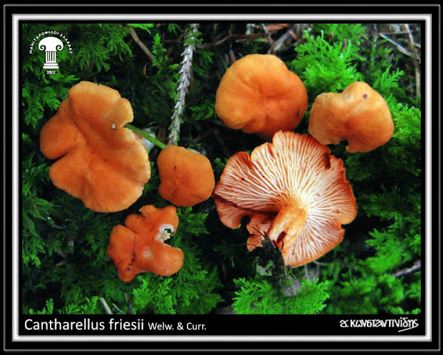 Cantharellus friesii Welw. & Curr.