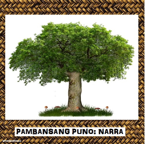 My Homeworks: PAMBANSANG PUNO: NARRA