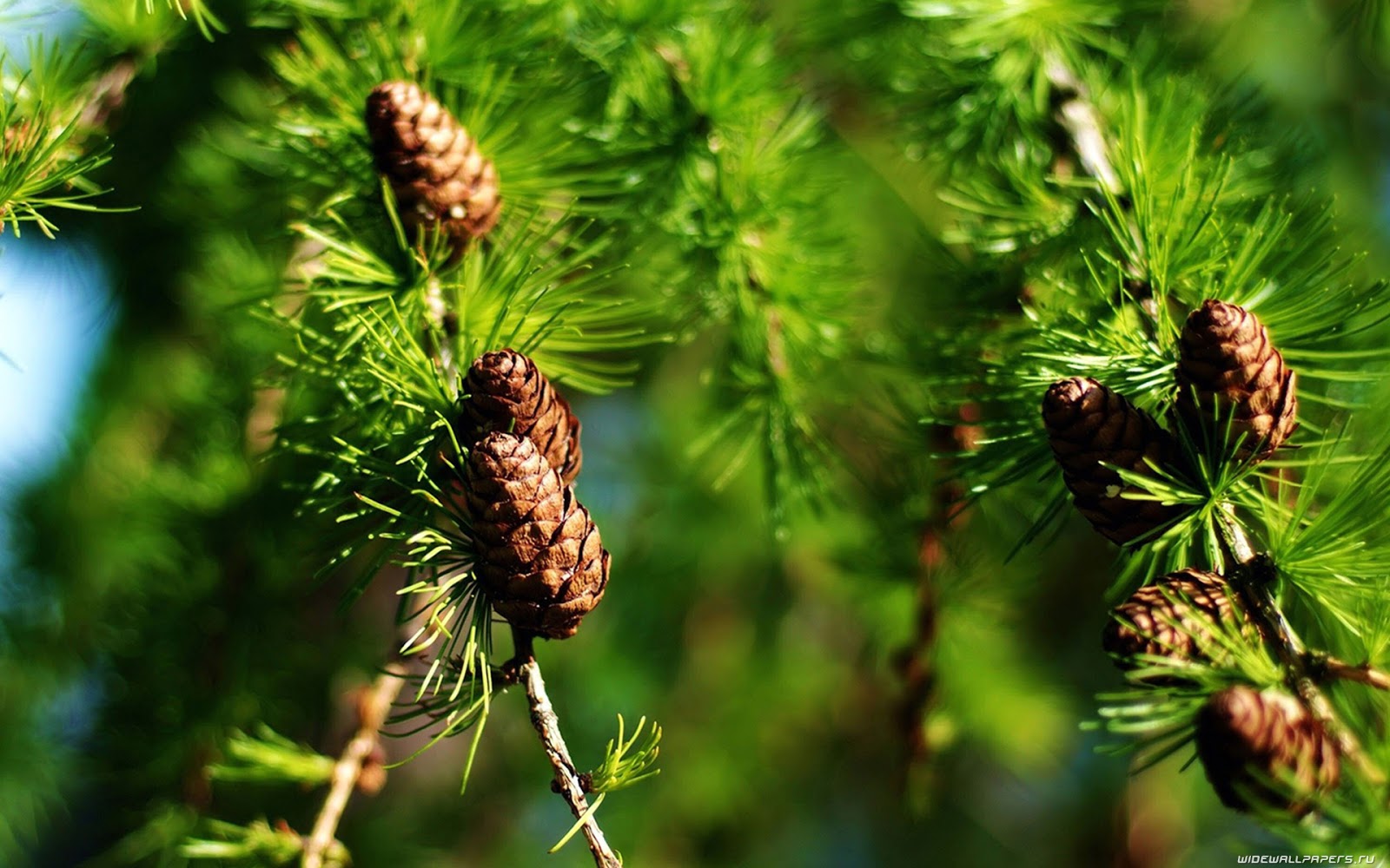Pinus Radiata Ecosystem Management This, That & Everything
