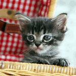 neko