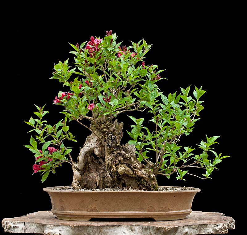 Walter Pall Bonsai Adventures Weigelia 1