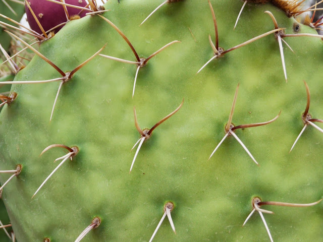 Cactus Tucson Arizona