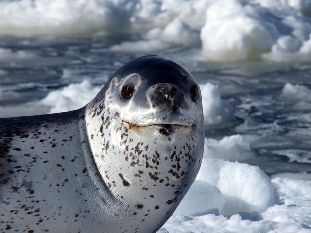 Leopard Seals | All Info & Photos | The Wildlife