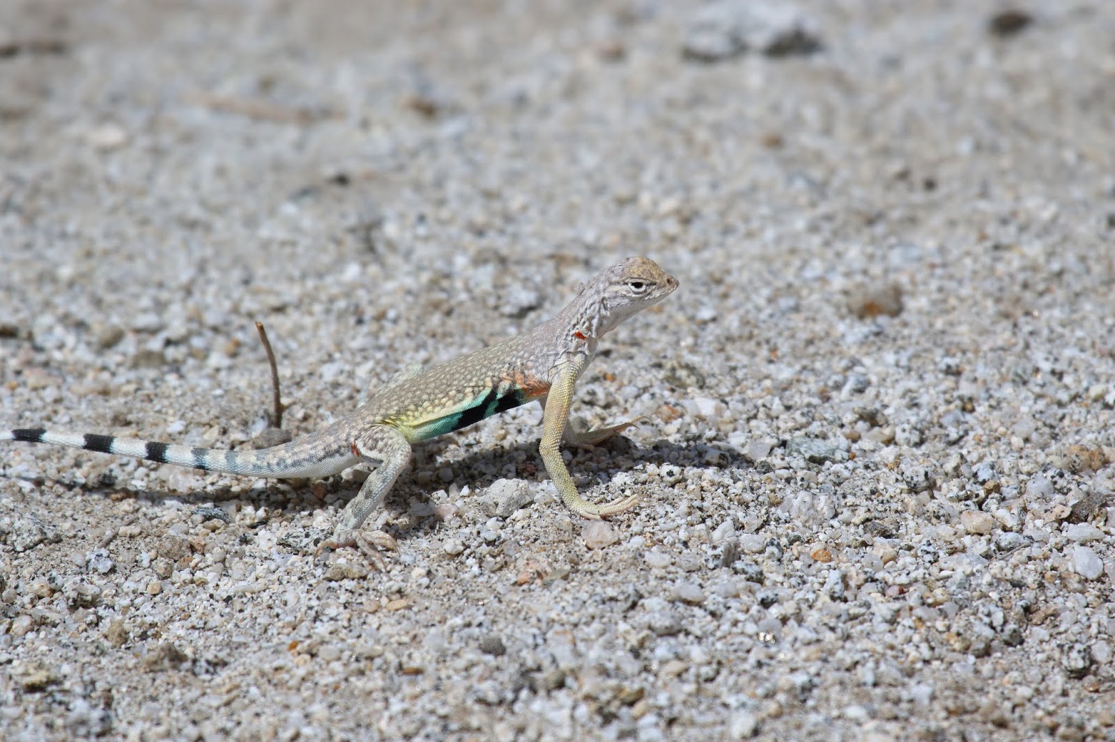 Zebratailed Lizard at Agua Caliente Greg in San Diego