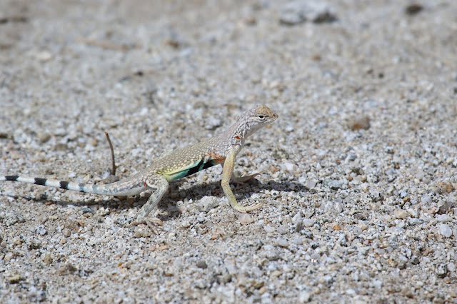 Zebra-tailed Lizard Zebra-tailed Lizard
