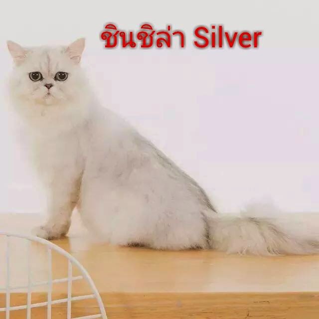 My Image 15