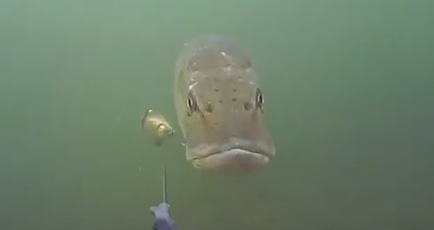 International Fishing News: VIDEO:Top 10 Underwater Pike Strikes ...