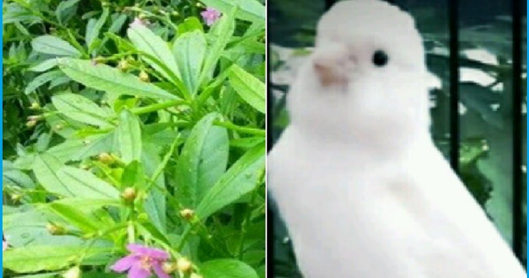 Ramuan Ginseng Jawa Untuk Menjaga Stamina Kenari Agar Gacor Pakan Burung Joss