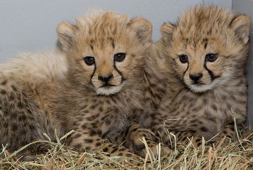 Animal Zoo Life: cheetah,cheetahs,king cheetah,cheetah facts,baby