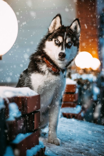 animal pictures animal pictures