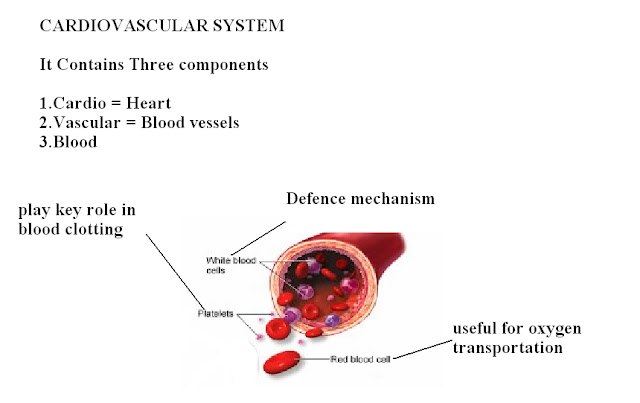 HRIDAY: BASICS OF CARDIO VASCULAR SYSTEM