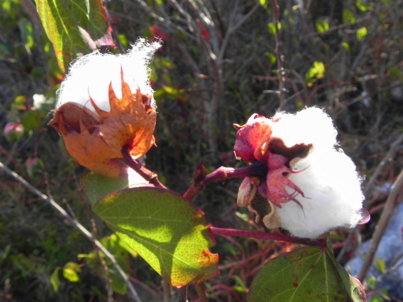 Pepper Key Stacie: Fieldguide Friday - Wild Sea Island Cotton