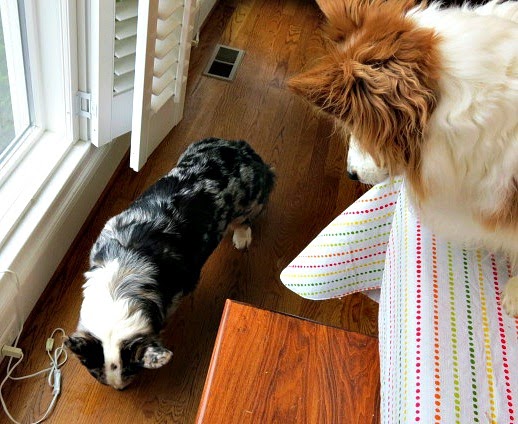 Highprotein Makes Dogs Gassy Highprotein Makes Dogs Gassy