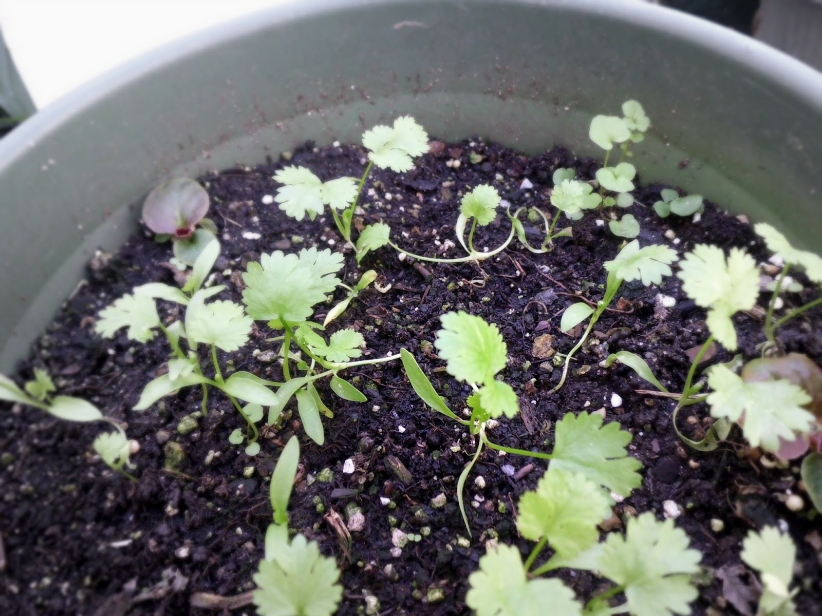 Livin' In The Green: Growing Cilantro in Pots All Season