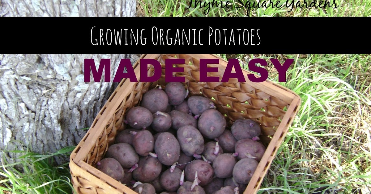 TSG Growing Organic Potatoes Made Easy