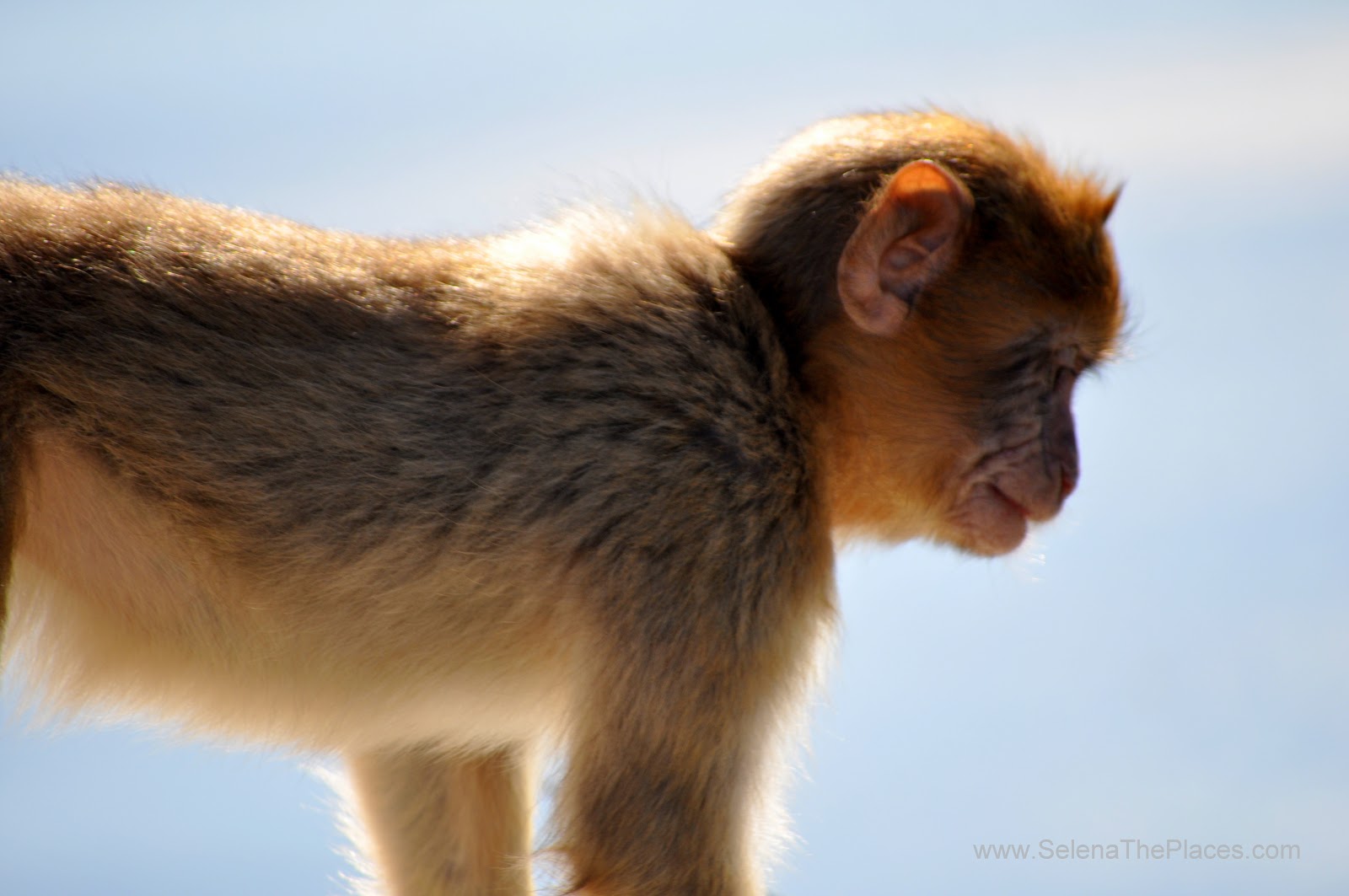 The Macaque Monkeys of Gibraltar