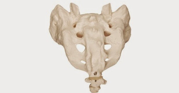 Tulang Sulbi