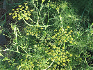 fenicul planta medicinala fenicul planta medicinala