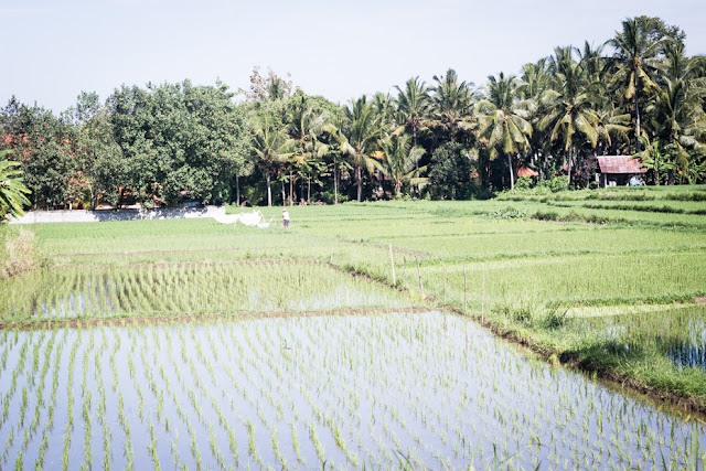 arrozales Ubud, Bali