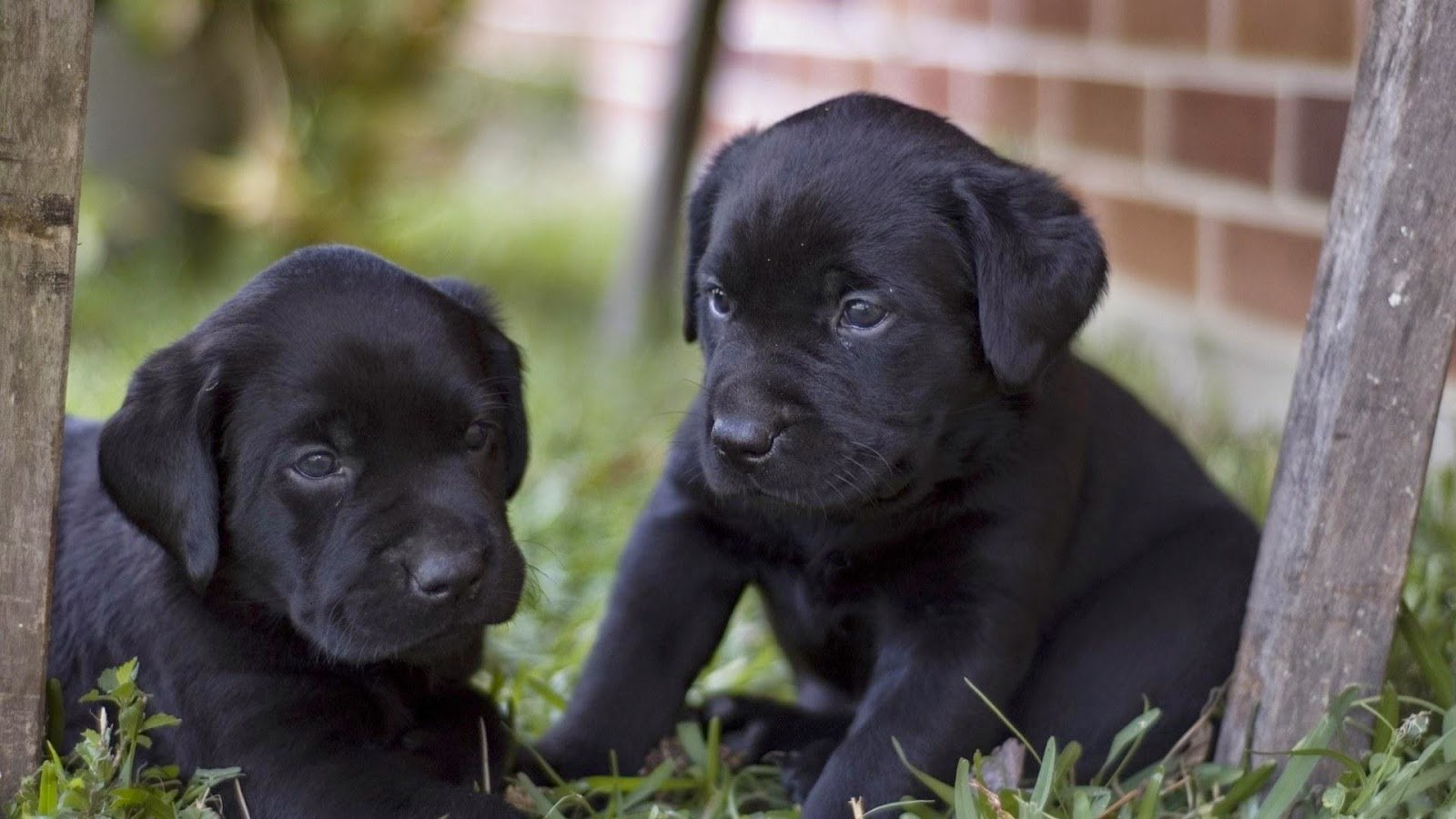 Cute black Labrador Retriever puppies pictures, Dogs photos