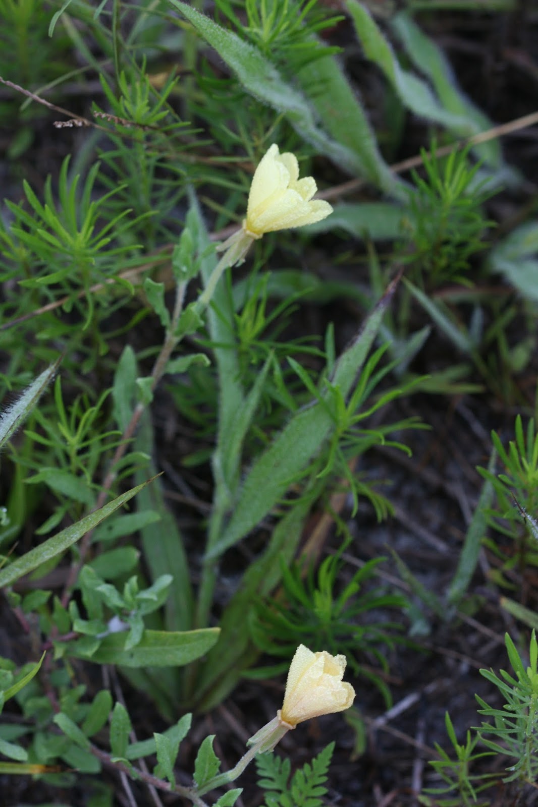 Native Florida Wildflowers Cutleaf Evening Primrose Oenothera laciniata