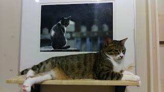 貓咪咖啡廳 貓藝家