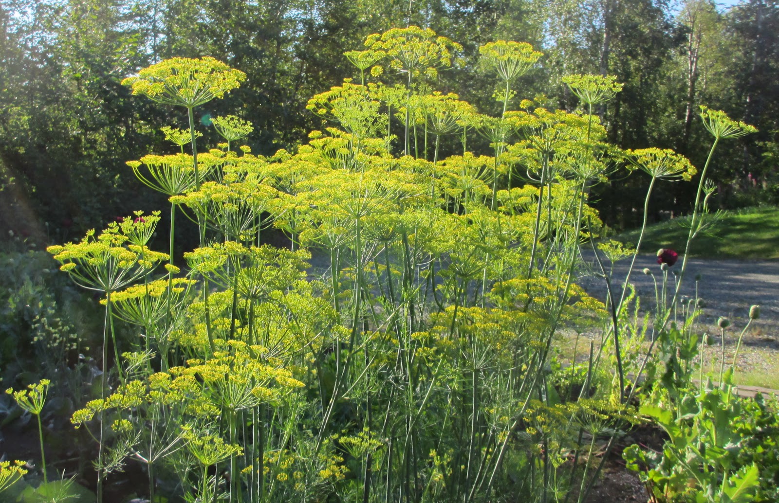 Progressive Alaska Dill Flowers, Glistening in the Morning Sunshine