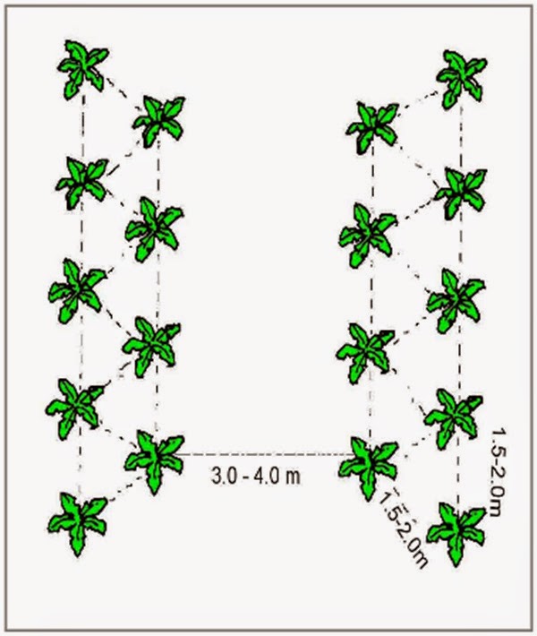 Banana Production Kit Banana Field Planting and Cultural Management Part 1
