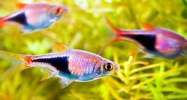 Inilah Jenis Ikan Hias Yang Indah Untuk Aquascape https://www.watnyus.com/2018/12/bingung-mencari-ikan-aquascape-inilah.html