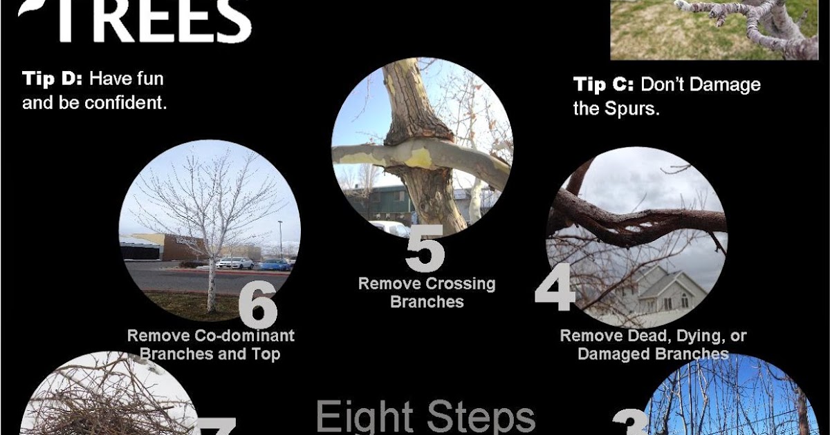 Fruit Tree Pruning at Its Best: Eight Steps to Pruning Fruit Trees