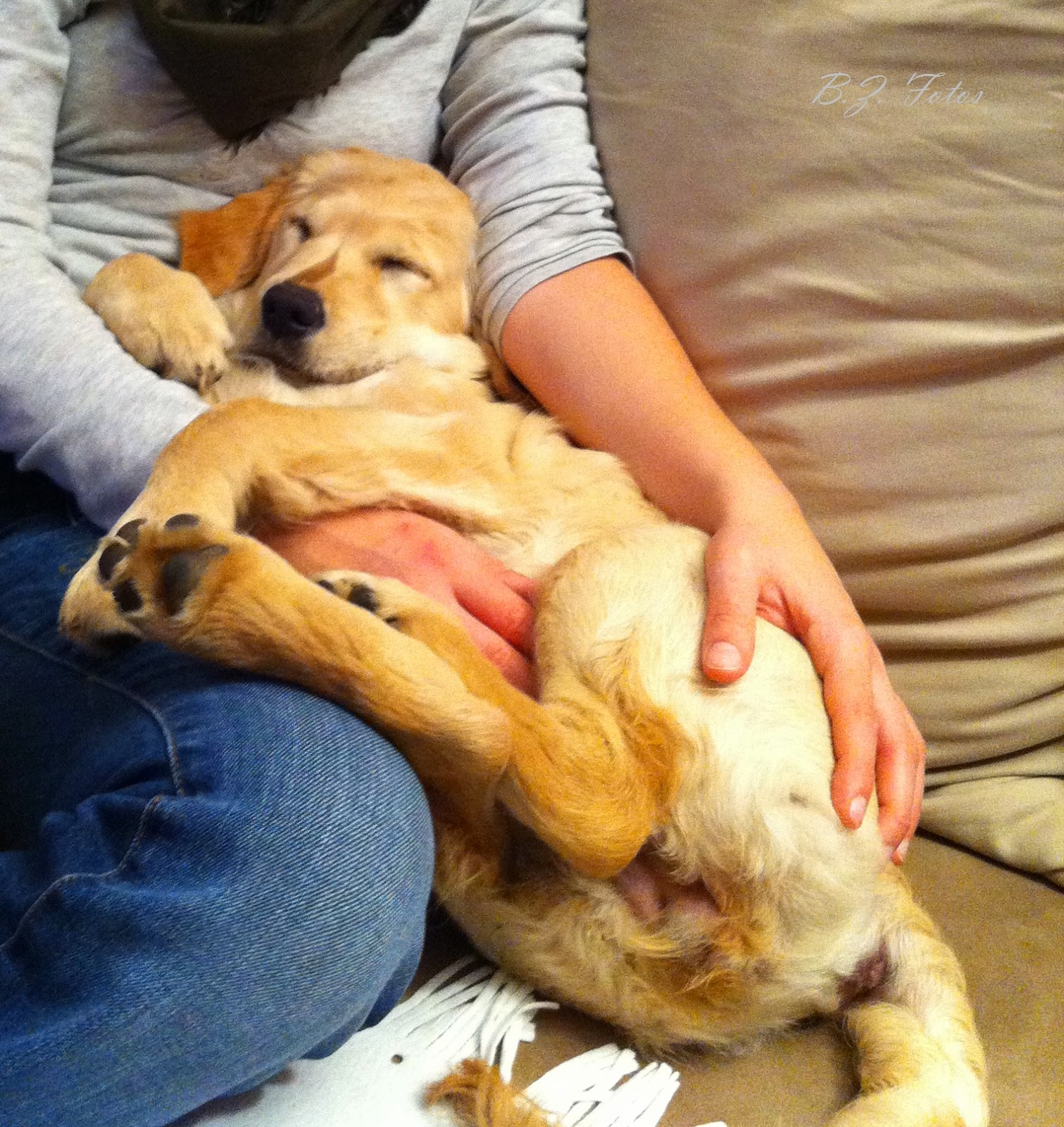 Amelies und Anelas Welt Tiefenentspannt so schlafen Hunde