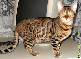 Cute Cats: Bengal Cats