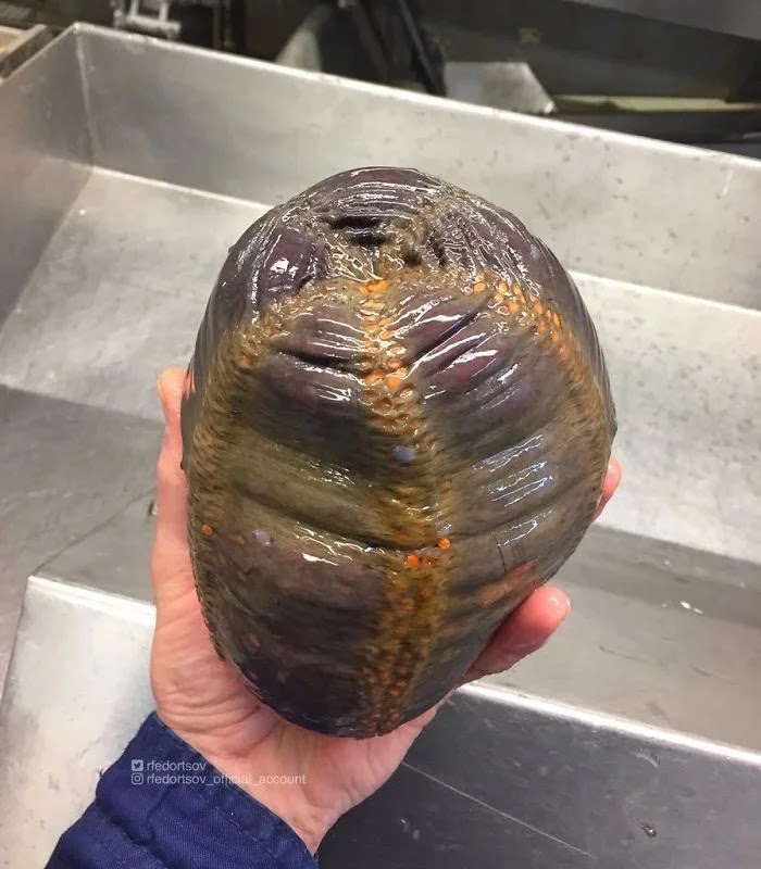 Ikan Laut Dalam Roman Fedortsov
