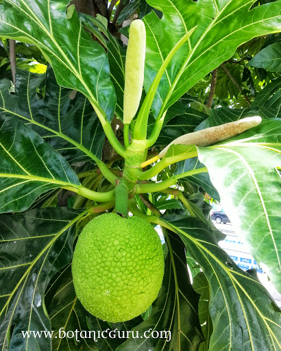 Artocarpus altilis, Breadfruit