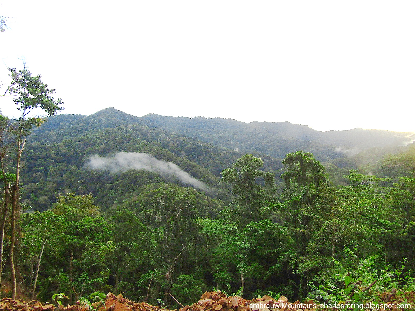 Snorkeling and Wildlife Tour: Birding and Snorkeling in Tambrauw Regency