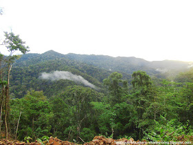 Rainforest in Tambrauw mountains