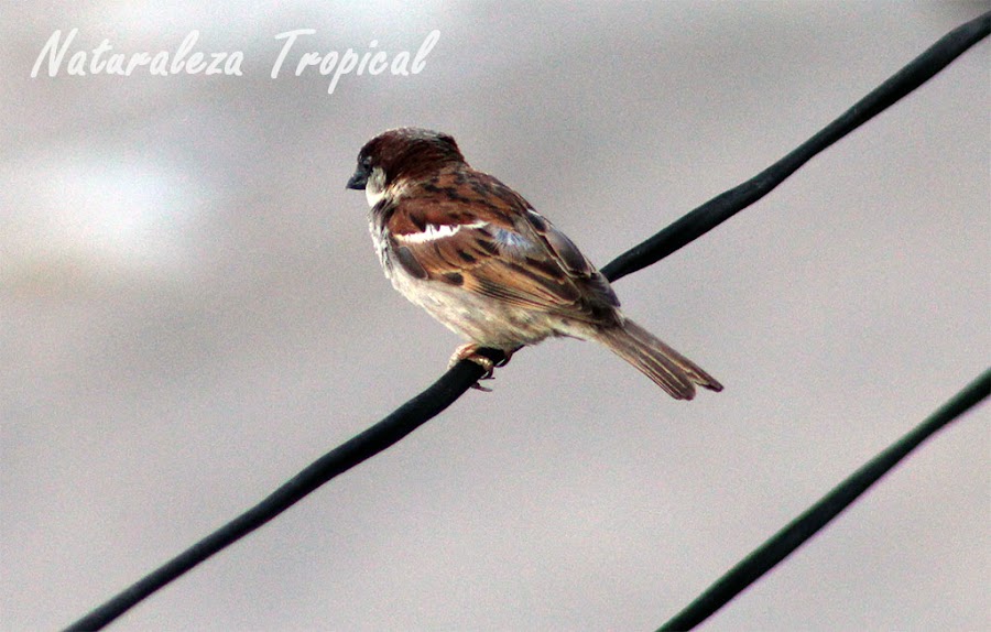 Gorrión macho posado en cable eléctrico, Passer domesticus