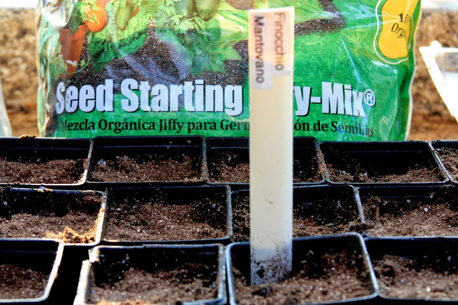 Plant Fennel Seeds in Containers grow your own transplants up in 5 days