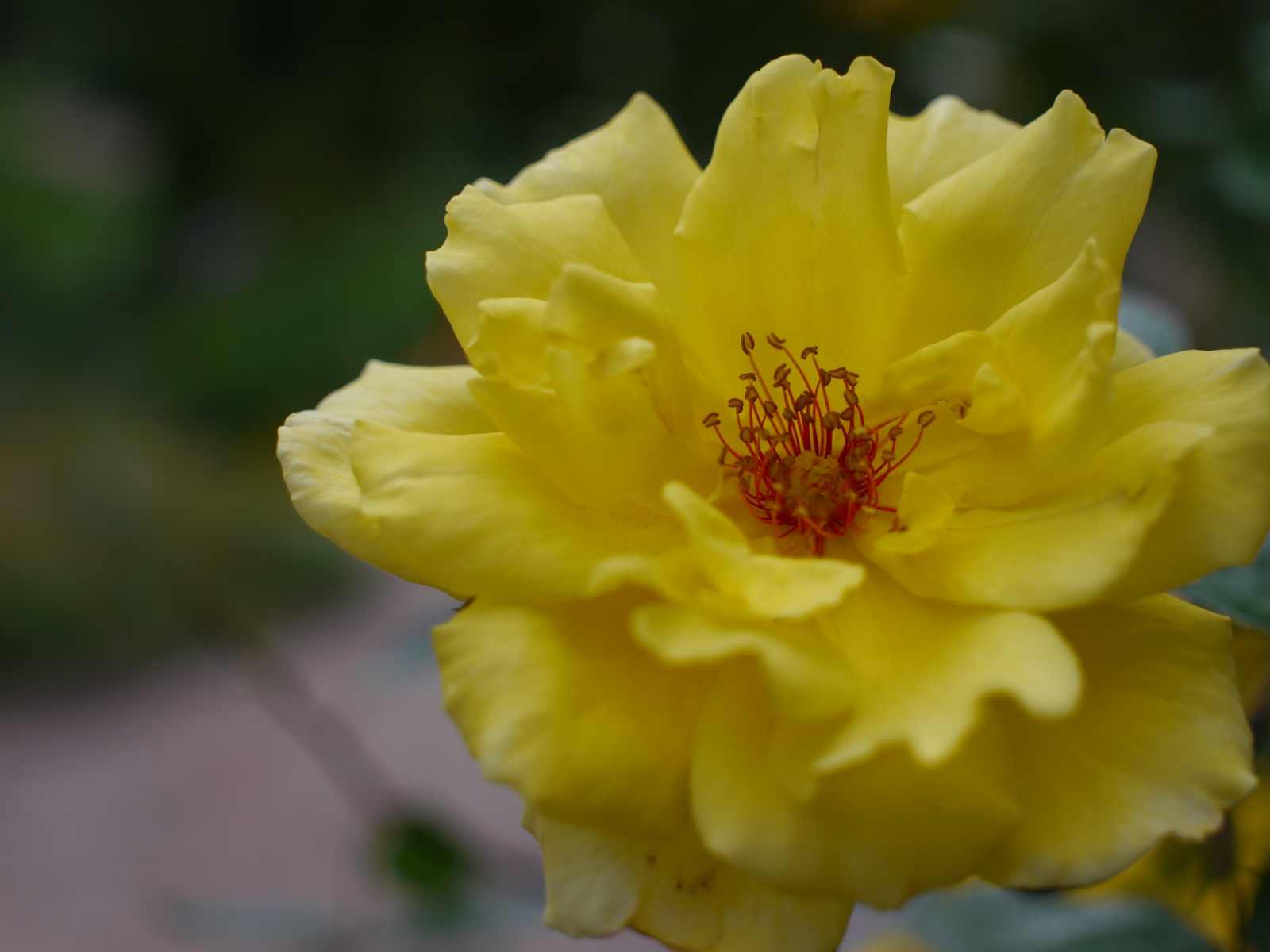 Again, the bokeh looks just fine.