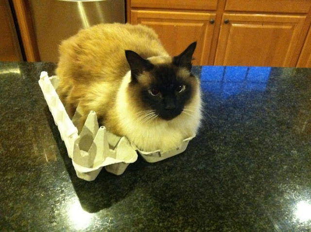 cats-eggs-min