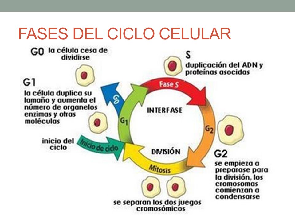 Etapas De La Interfase Del Ciclo Celular Consejos Celulares Images