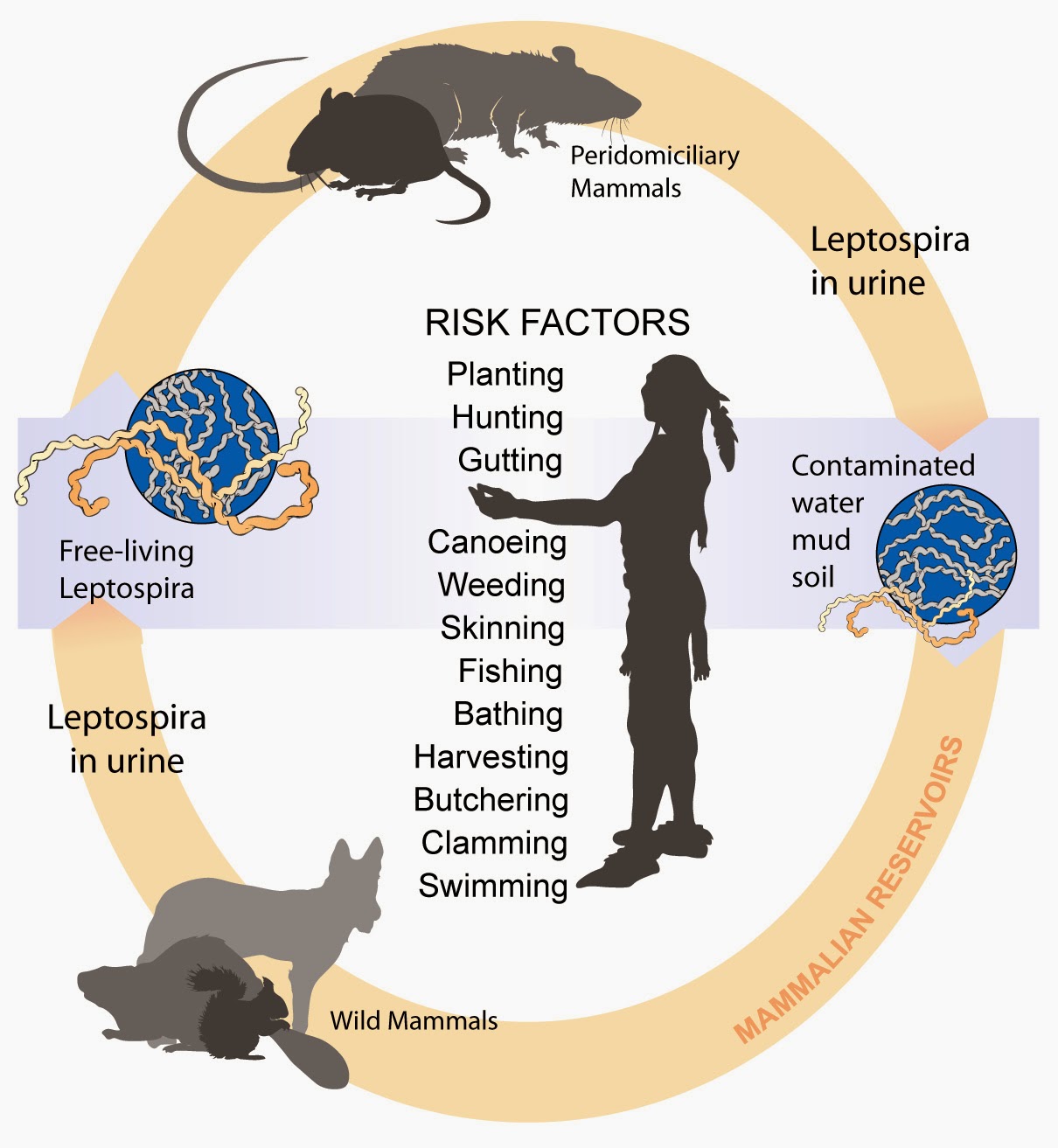 Poultry Management Diseases Rats And Mice Spread