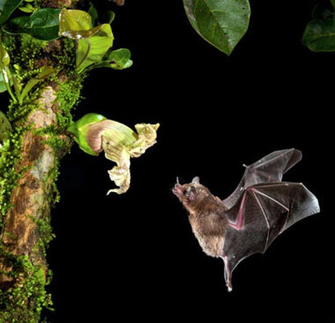 O “milagre” duplo da evolução dos morcegos e das flores ~ Criacionismo