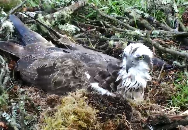 Eagles and Nature with chris7: Nobody Home At The Berry College Bald