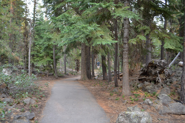 living trees beside the trail