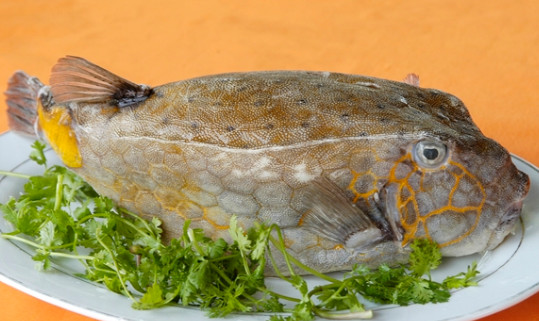 Cá bò hòm quá ngon