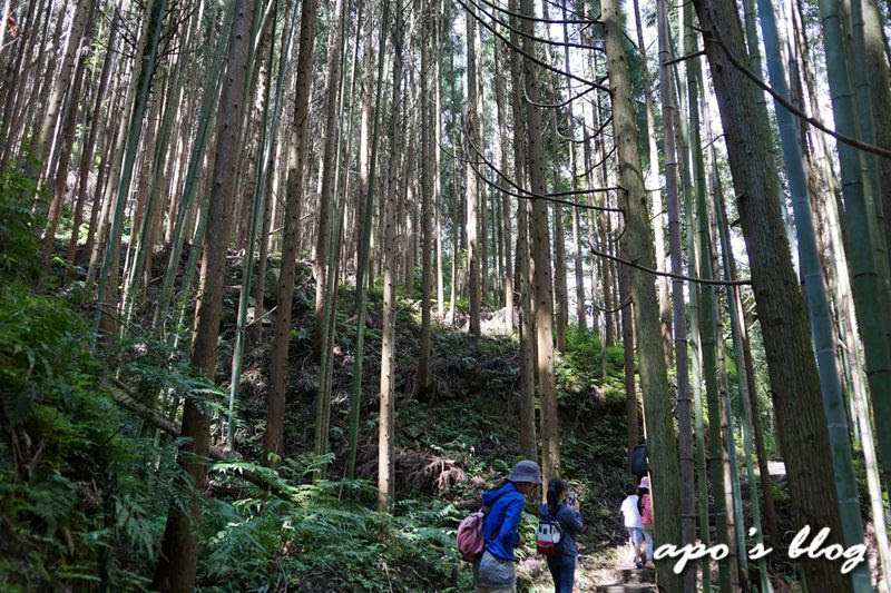 白蘭溪古道的杉林 新竹五峰景點-白蘭溪古道