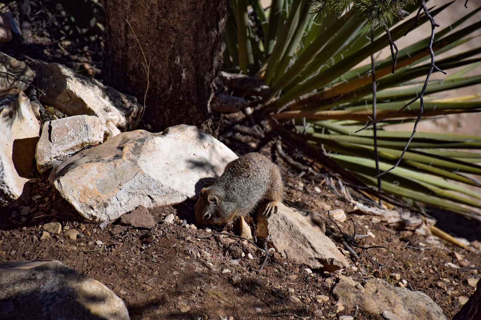 squirrel at the grand canyon